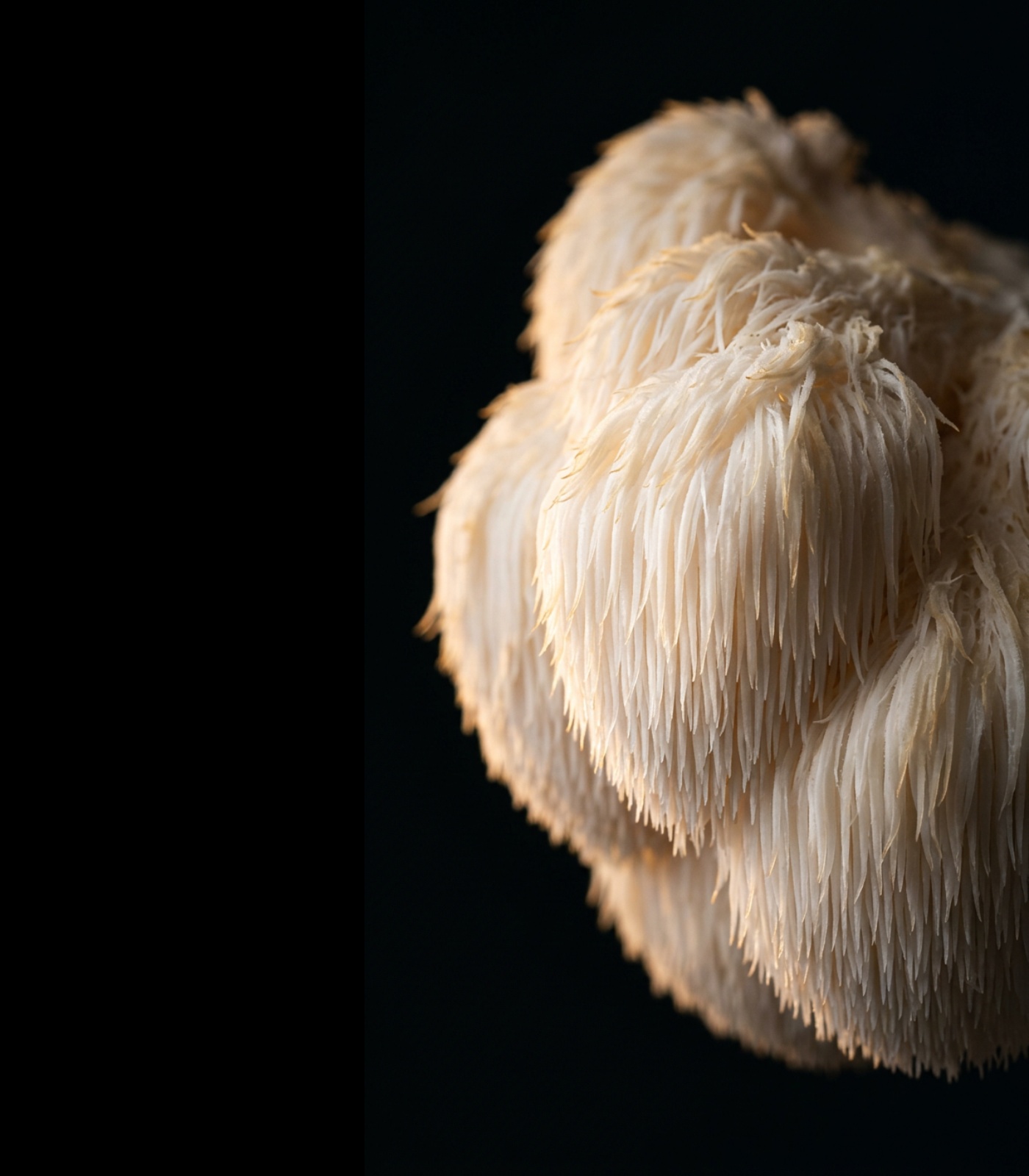 Lion’s Mane texture — details of its natural structure
